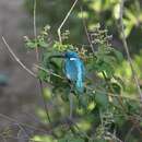 صورة Alcedo coerulescens Vieillot 1818