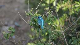 صورة Alcedo coerulescens Vieillot 1818