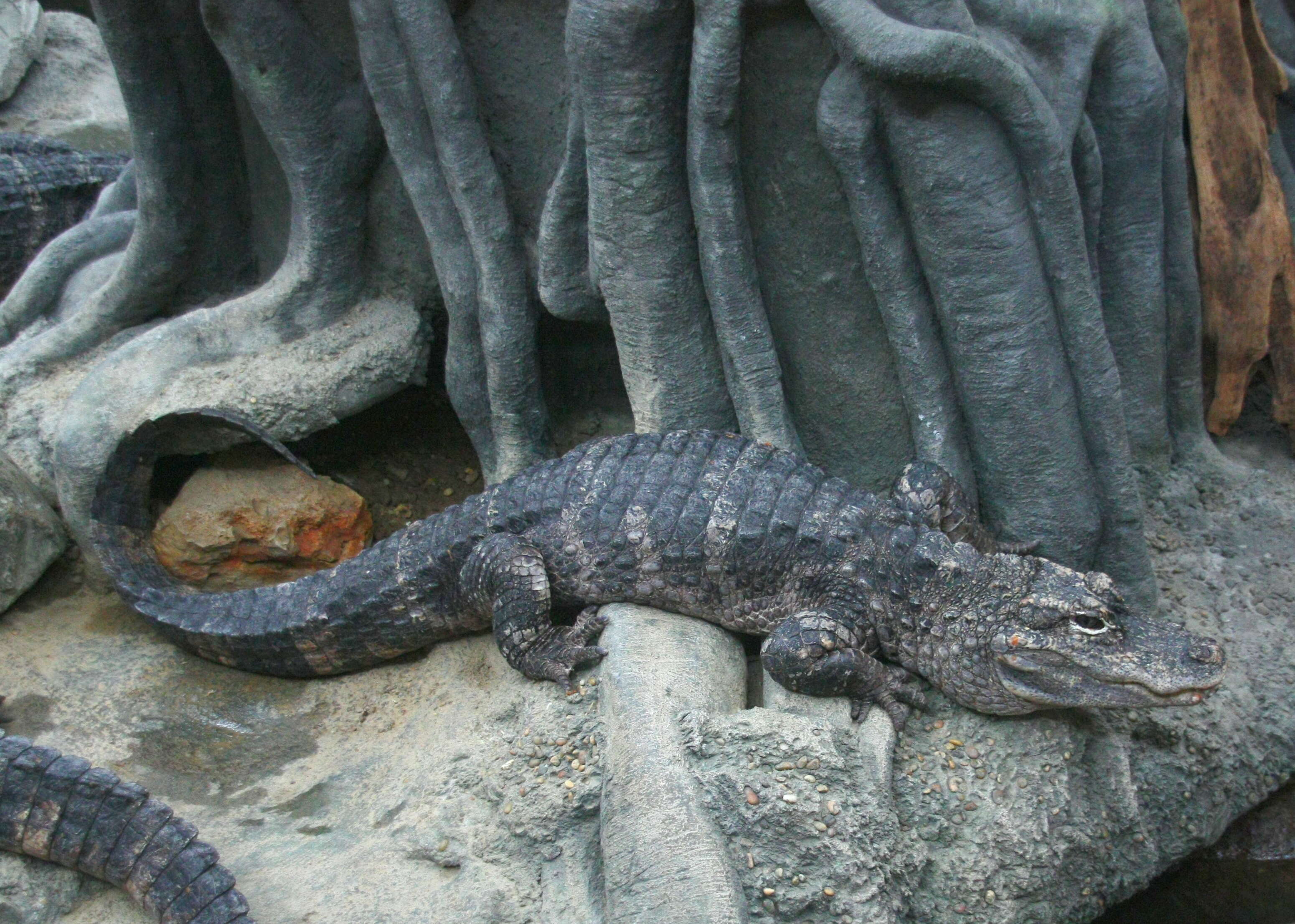Image of Chinese alligator