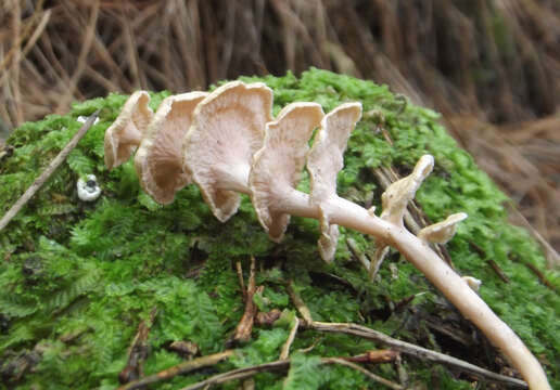 Image of Pagoda Fungus