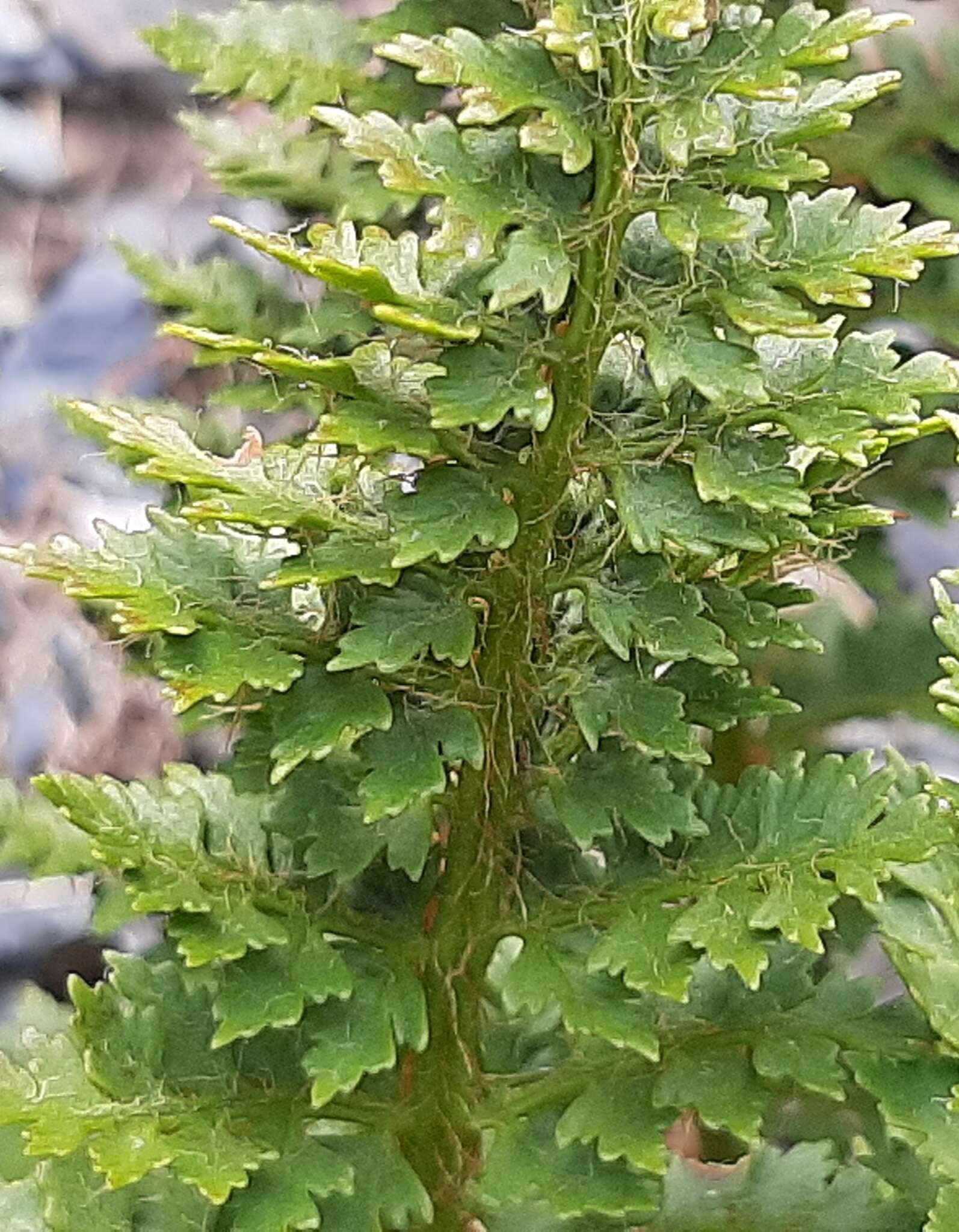 Image of Polystichum cystostegia (Hook.) Armstr.