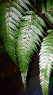 Image of Chain Fern Rhizome