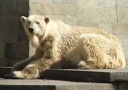 Imagem de urso-polar