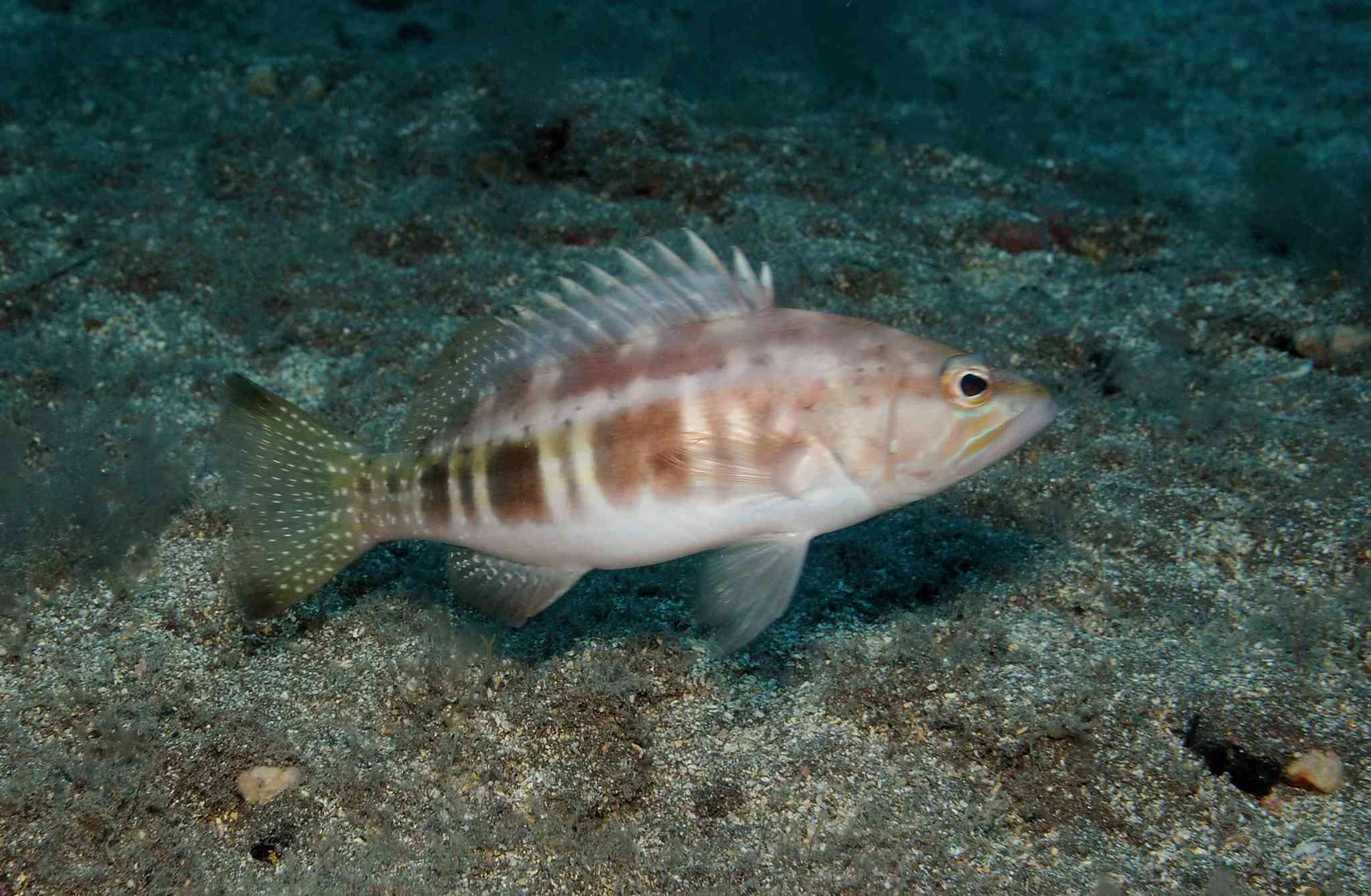 Serranus atricauda Günther 1874 resmi