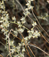 Artemisia bigelovii A. Gray resmi