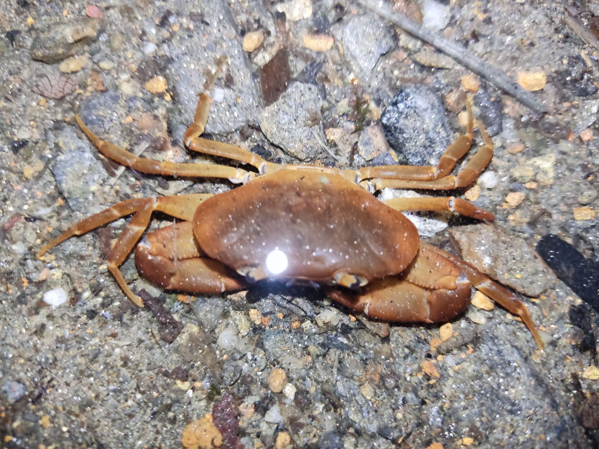 Image of Strengeriana taironae Rodríguez & M. R. Campos 1989