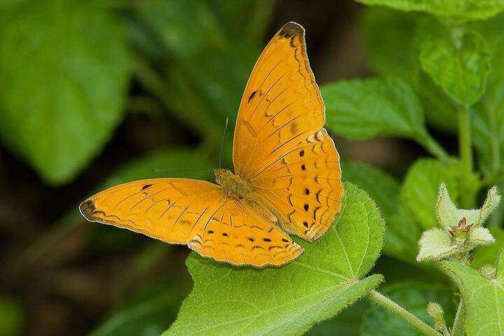 Imagem de Cirrochroa aoris Doubleday (1847)