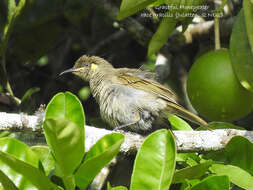 صورة Microptilotis imitatrix (Mathews 1912)