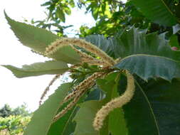 Image of Sweet Chestnut