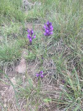 Image of Linaria pelisseriana (L.) Mill.