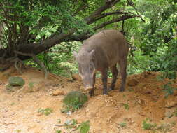 Imagem de Sus scrofa moupinensis Milne-Edwards 1871