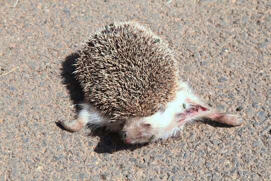 Image of Algerian Hedgehog