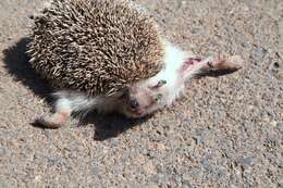 Image of Algerian Hedgehog