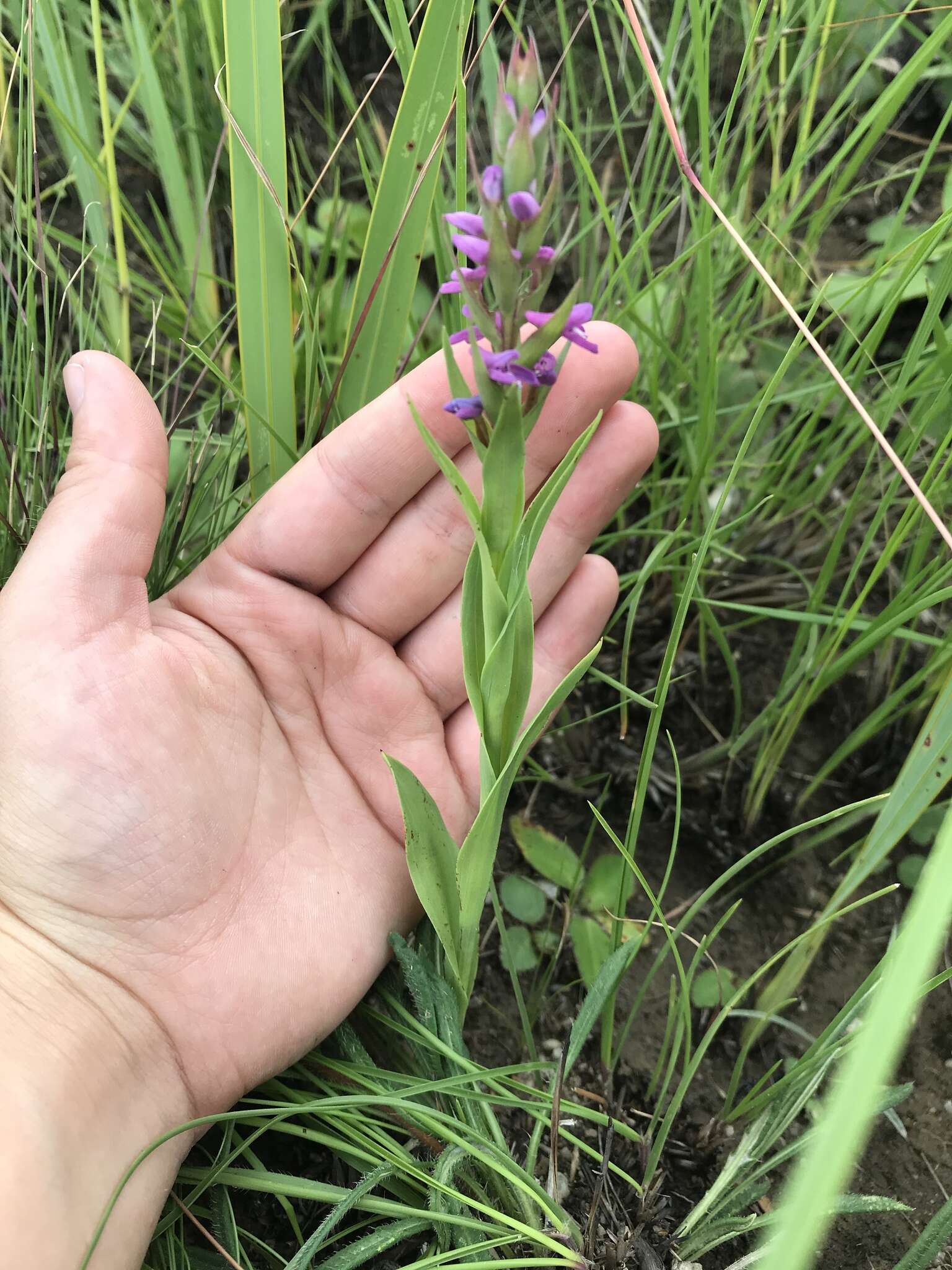 Image of Disa stachyoides Rchb. fil.