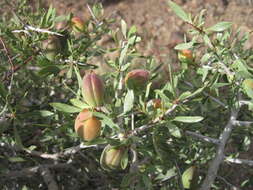 Image of flowering almond