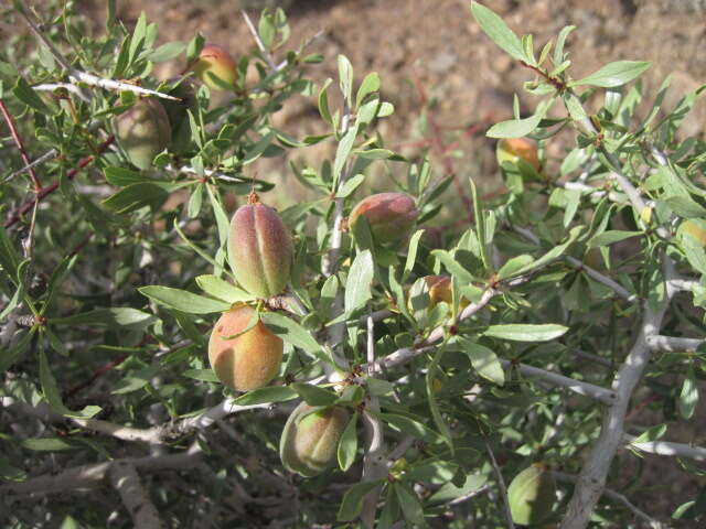 Imagem de Prunus dulcis (Mill.) D. A. Webb