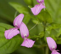 Image of Dicliptera tinctoria