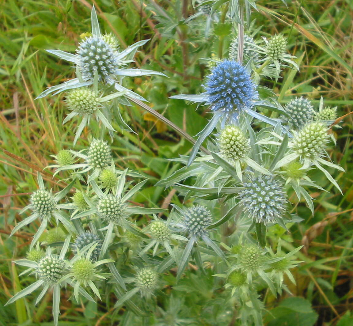 Imagem de Eryngium planum L.