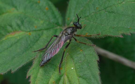 Image of Dioctria rufipes (Scopoli 1763)