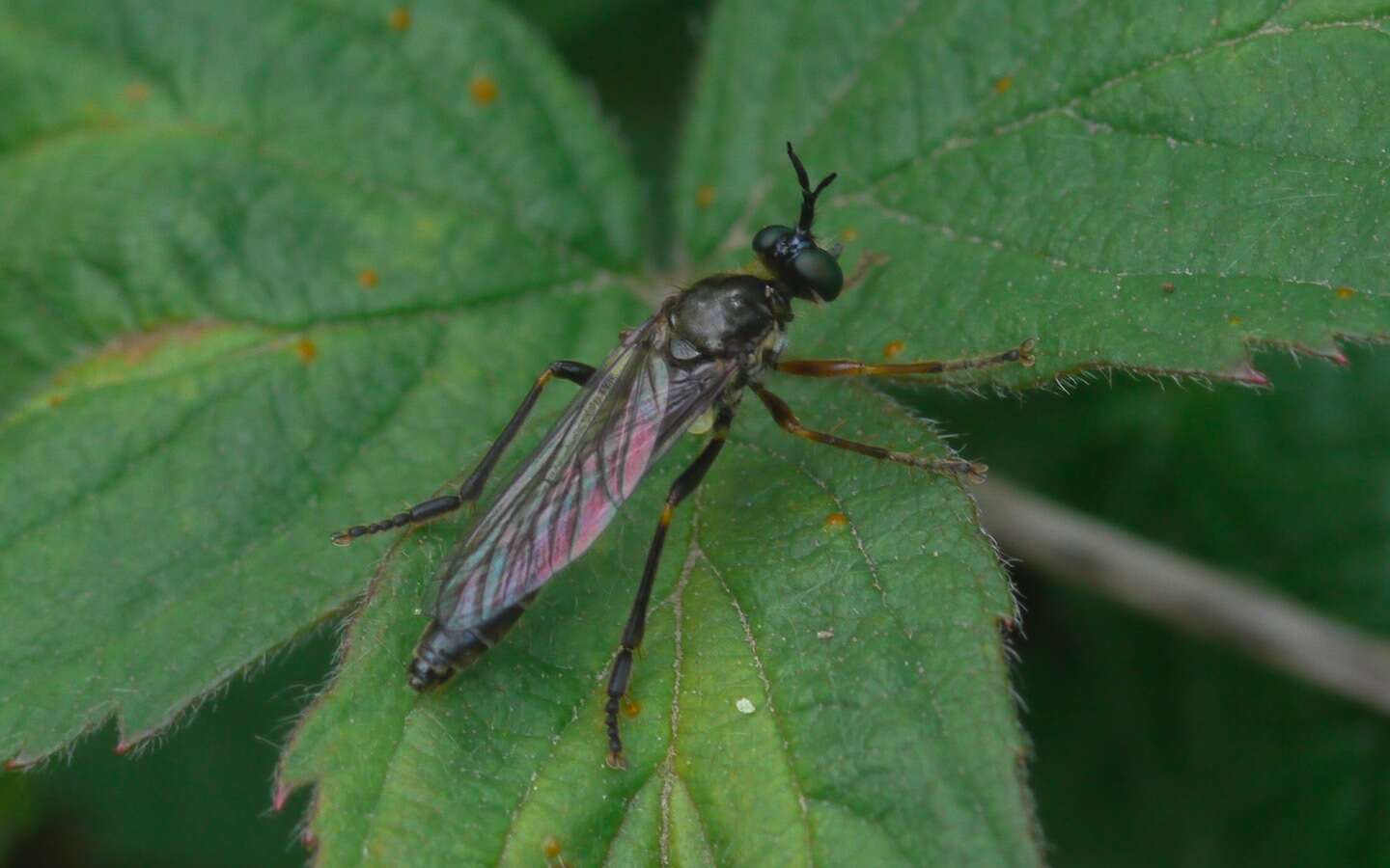 Image de Dioctria rufipes (Scopoli 1763)