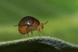 Image of beetle flies