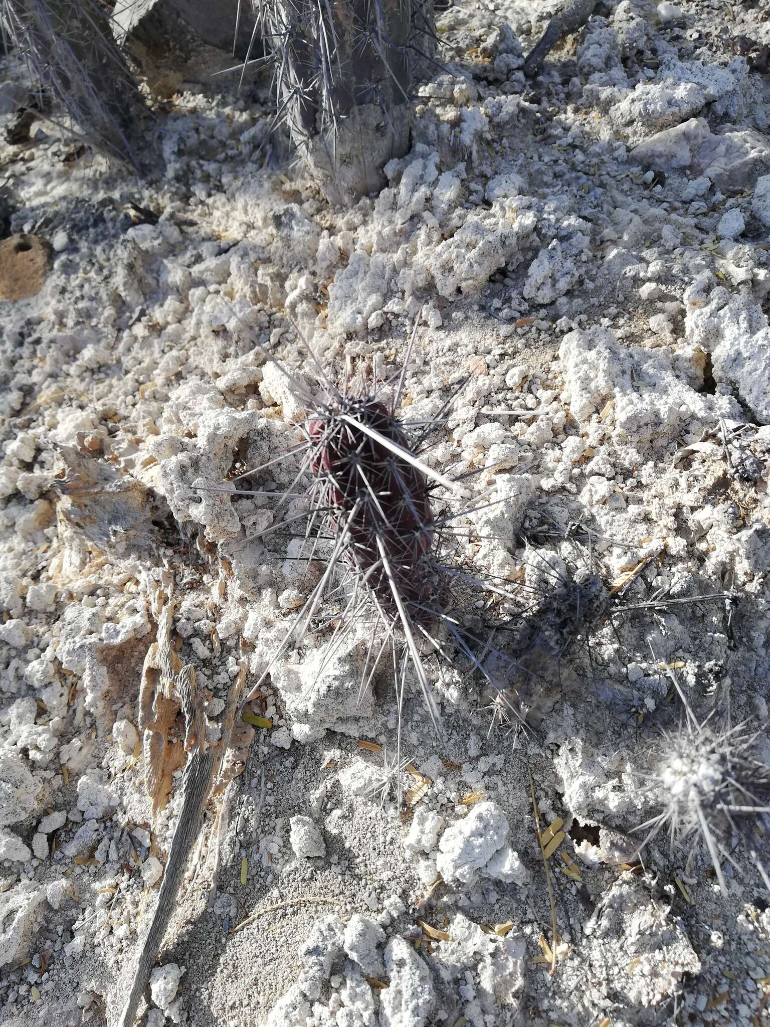 Image of Pachycereus hollianus (F. A. C. Weber) Buxb.