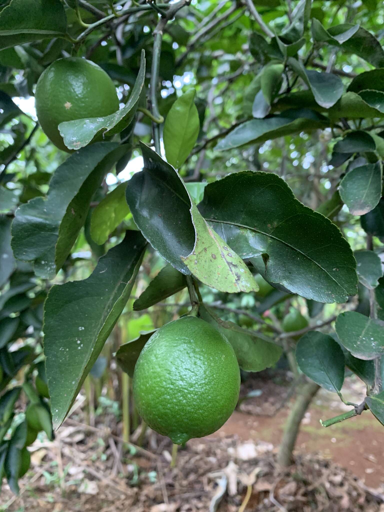 Image of key lime