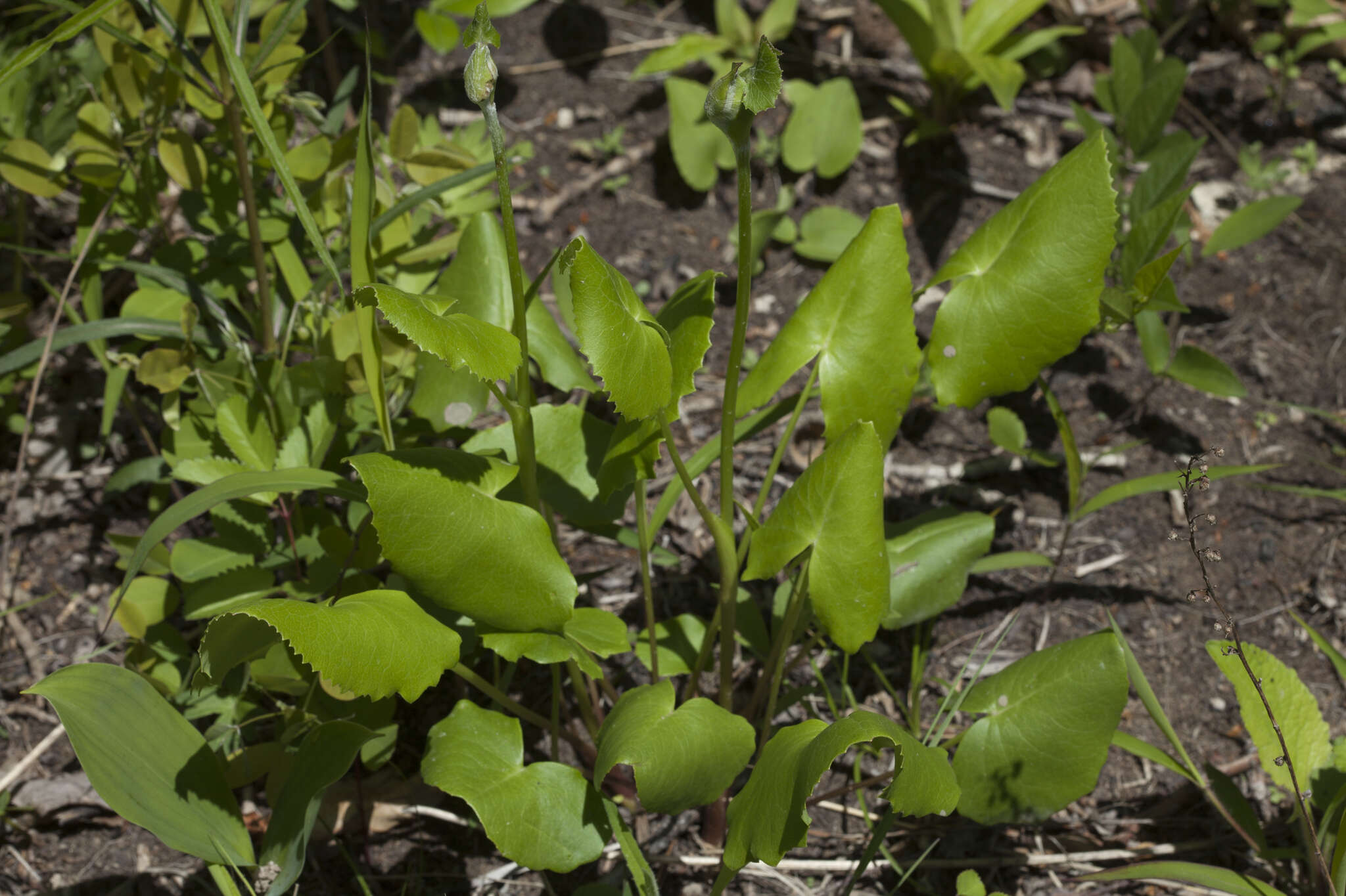 Image of Ligularia calthifolia Maxim.