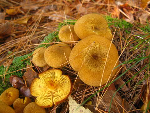 Tricholomopsis decora (Fr.) Singer 1939 resmi