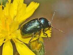 Cryptocephalus virens resmi