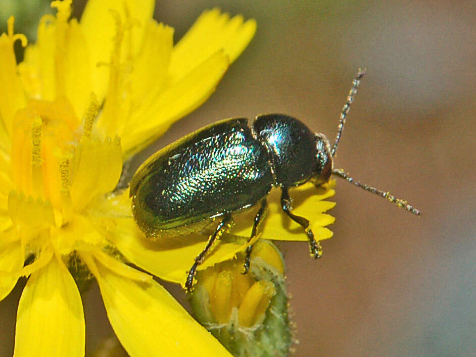 Cryptocephalus virens resmi