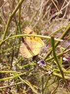 Lycaena feredayi (Bates 1867) resmi