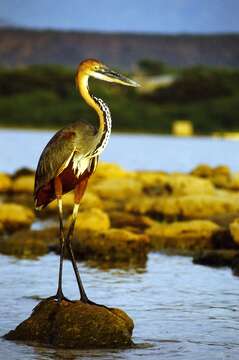 Image of Goliath Heron