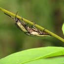 Plancia ëd <i>Chalcolepidius zonatus</i>