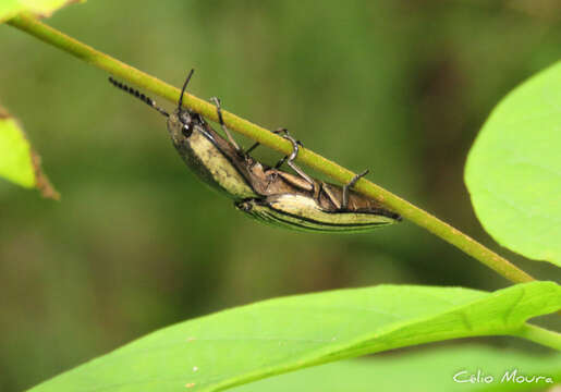 Image of Agrypninae