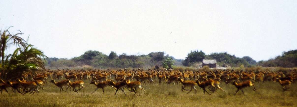 Image of Lechwe -- Southern Lechwe