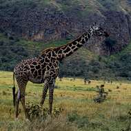 Plancia ëd Giraffa camelopardalis (Linnaeus 1758)