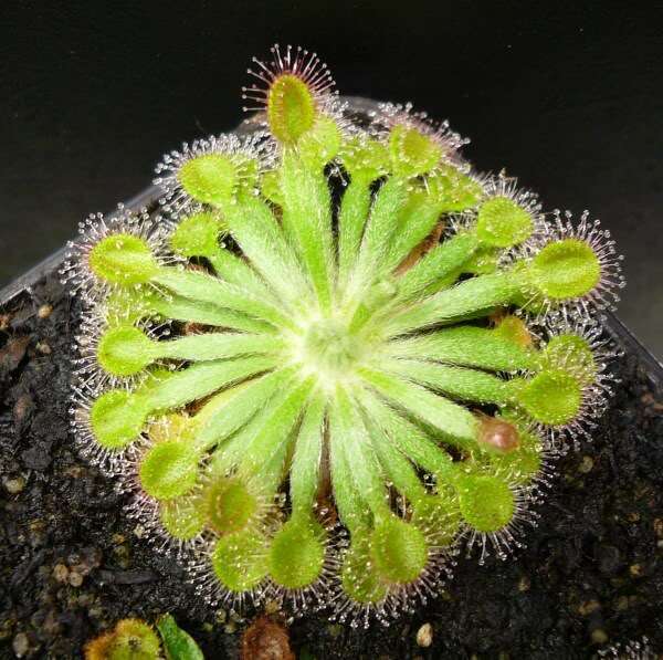 Image de Drosera darwinensis Lowrie