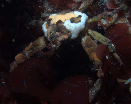 Image of graceful decorator crab