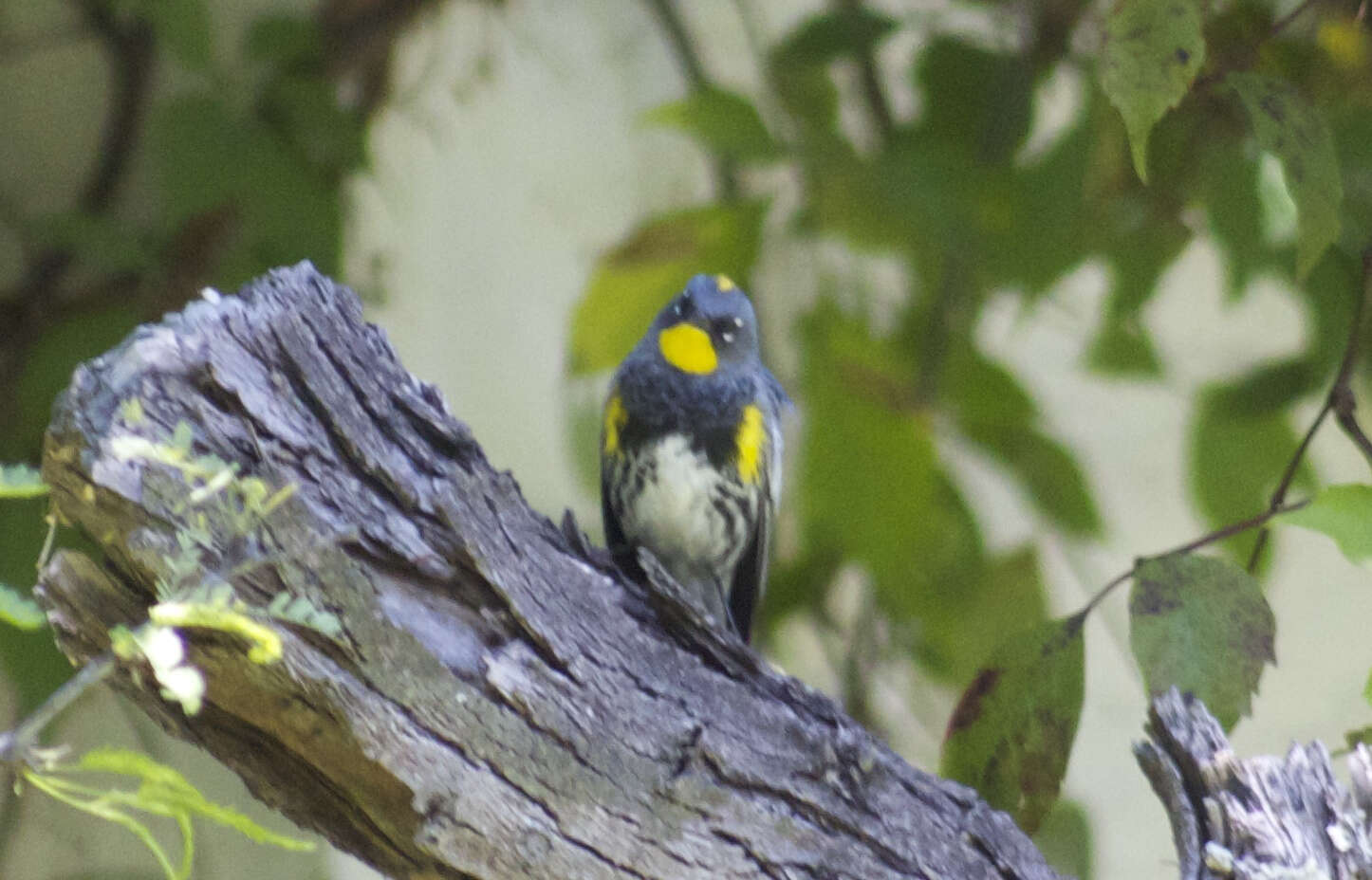 Image of Myrtle Warbler