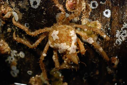 Image of graceful decorator crab