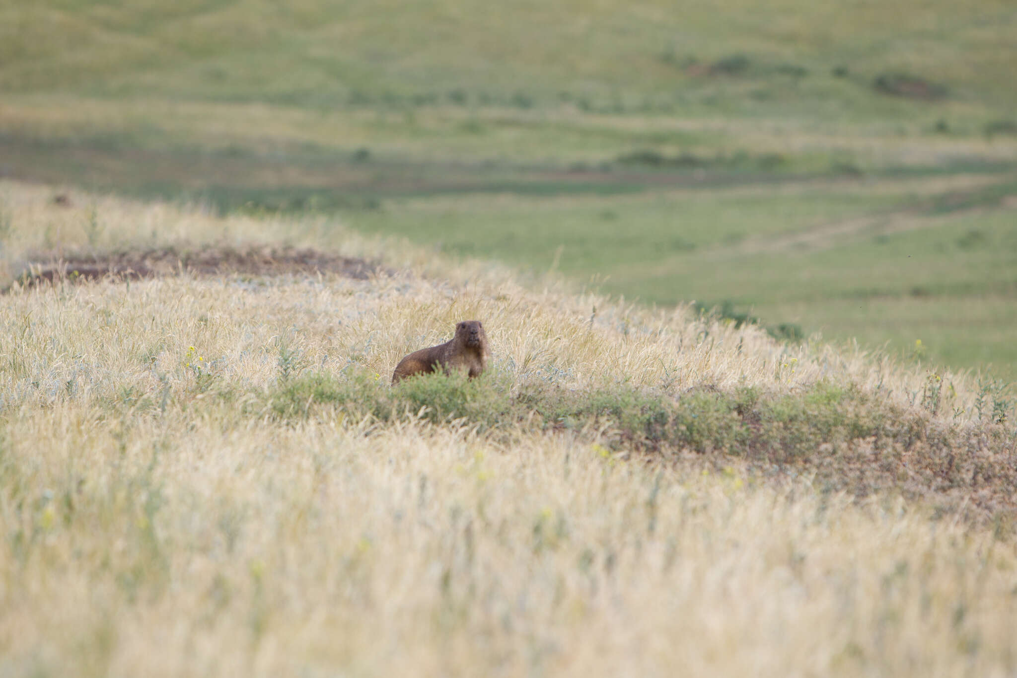 Image of Bobak Marmot