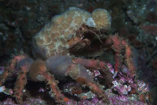 Image of graceful decorator crab