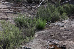 Image of Turpentine Mint-bush