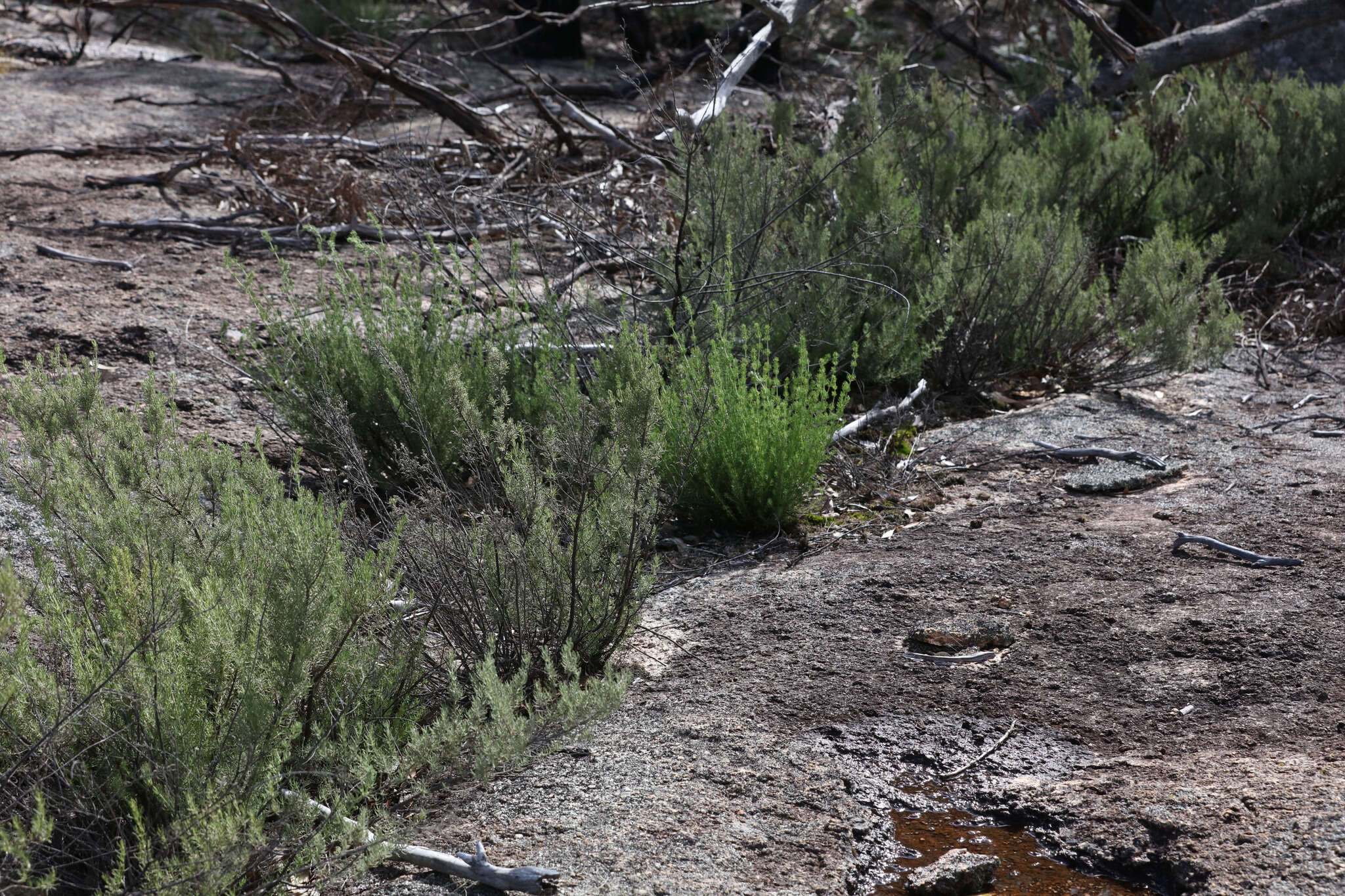 Image of Turpentine Mint-bush