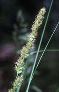 Image of Brown fox sedge