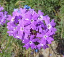 Image of Glandularia aristigera (S. Moore) Tronc.