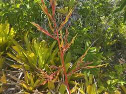 Image of Bromeliad