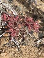 Image of knotweed spineflower