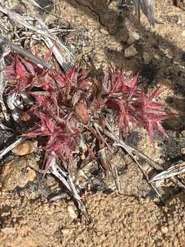 Imagem de Chorizanthe polygonoides A. Gray